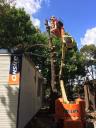 Sydney Green Group | Sydney Tree Lopping Experts logo